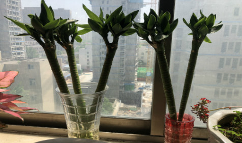 易经风水-十种旺财又旺宅的植物 摆进家门提升风水（图文）